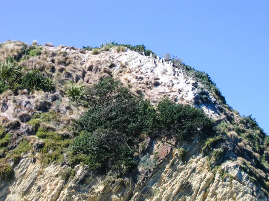 File:Rough-faced Shag (Leucocarbo carunculatus) - 8604831871.jpg