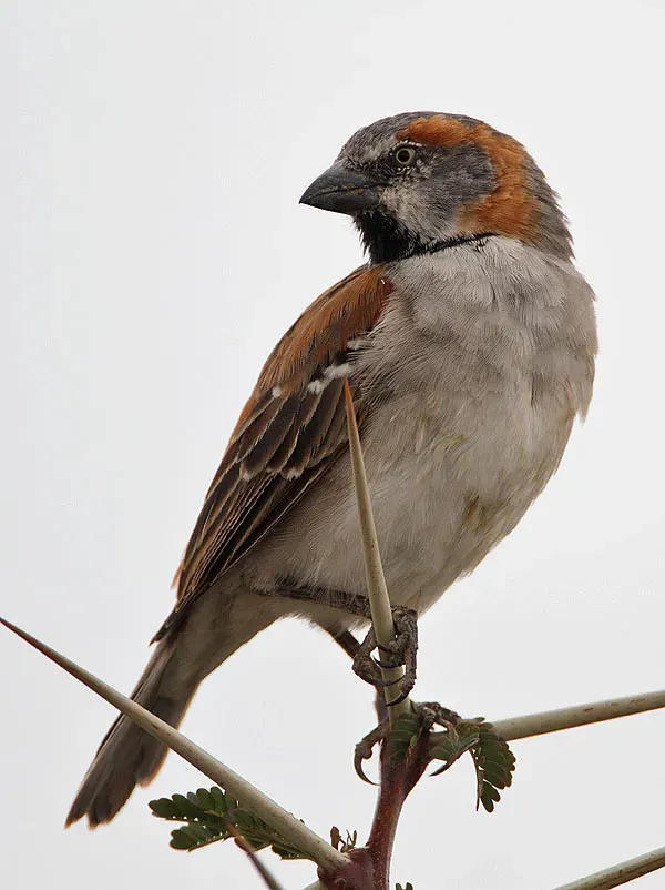 File:Passer rufocinctus -Ol Pejeta Conservancy, Kenya-8.jpg