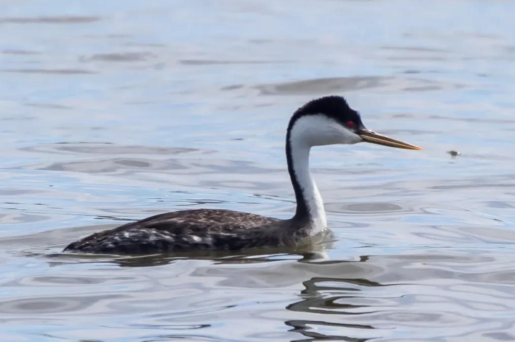 File:Western Grebe (Aechmophorus occidentalis)2.jpg