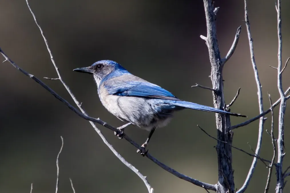 File:Woodhouse's Scrub Jay (Aphelocoma woodhouseii)1.jpg