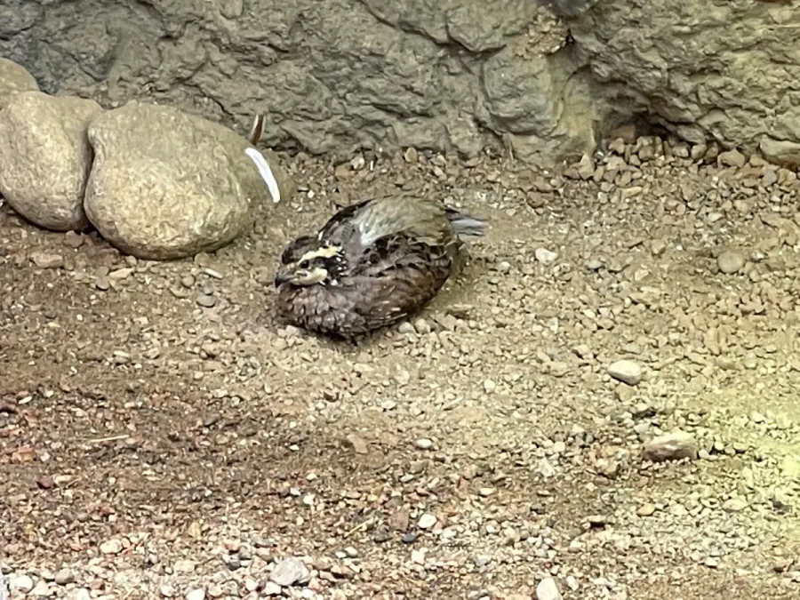 File:Colinus virginianus at the Indianapolis Zoo - June 2022 - Sarah Stierch.jpg
