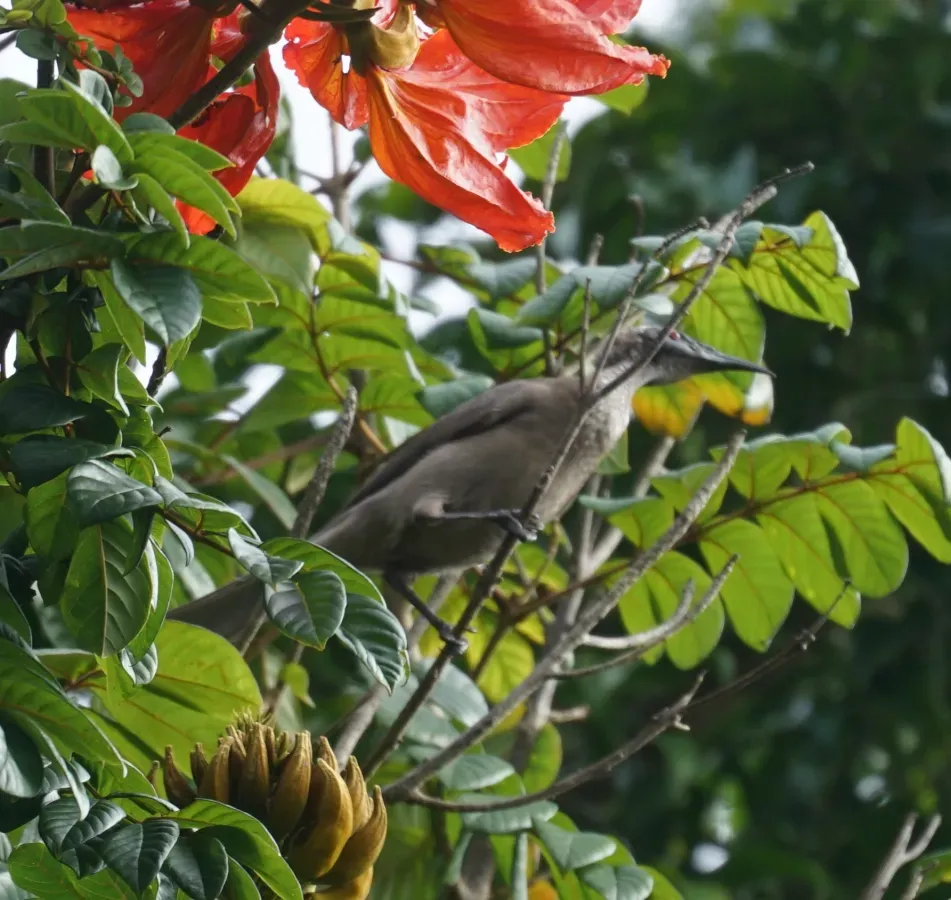 File:Philemon buceroides ssp. yorki.jpg