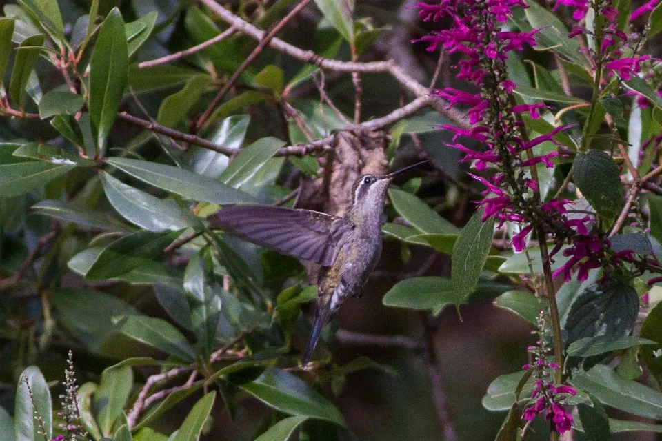 File:Blue-throated Mountaingem (Lampornis clemenciae).jpg