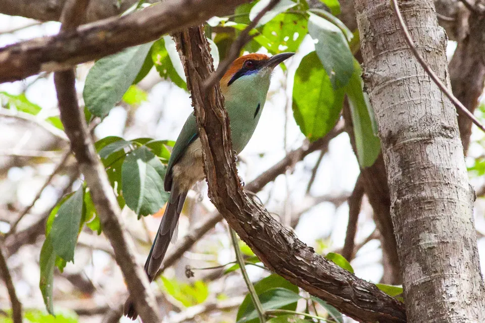 File:Russet-crowned Motmot (Momotus mexicanus).jpg