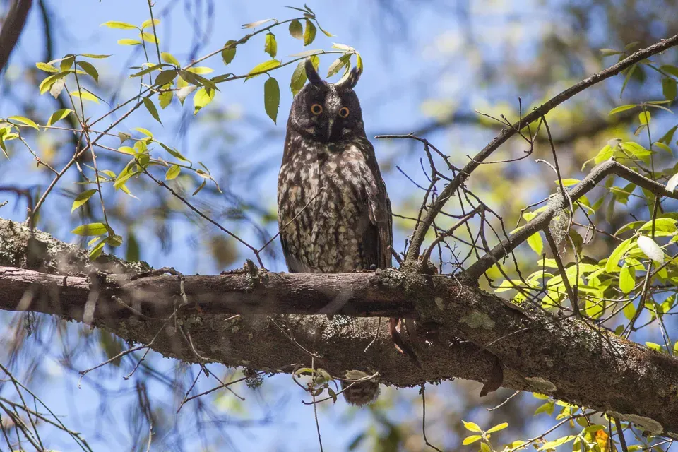 File:Stygian Owl (Asio stygius)1.jpg