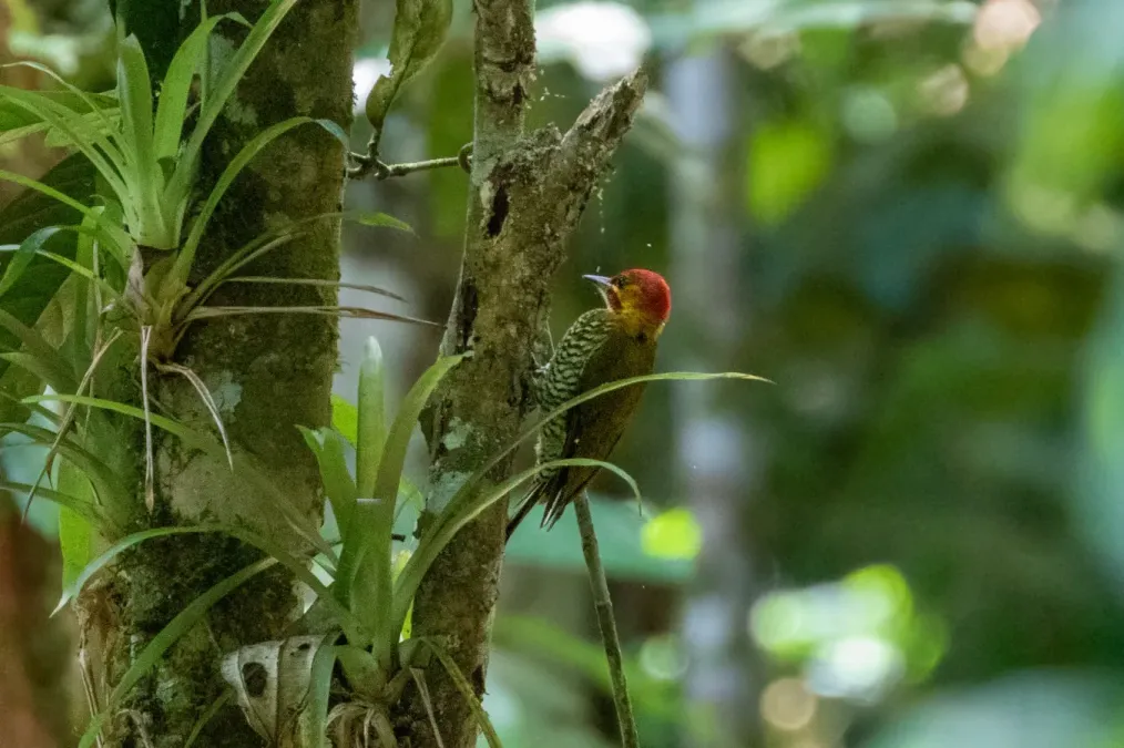 File:Piculus leucolaemus 113701383.jpg