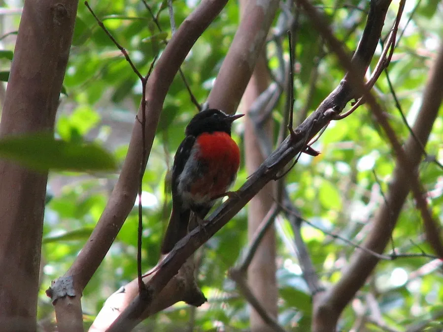 File:Petroica multicolor -Norfolk Island, Australia-8 (1).jpg