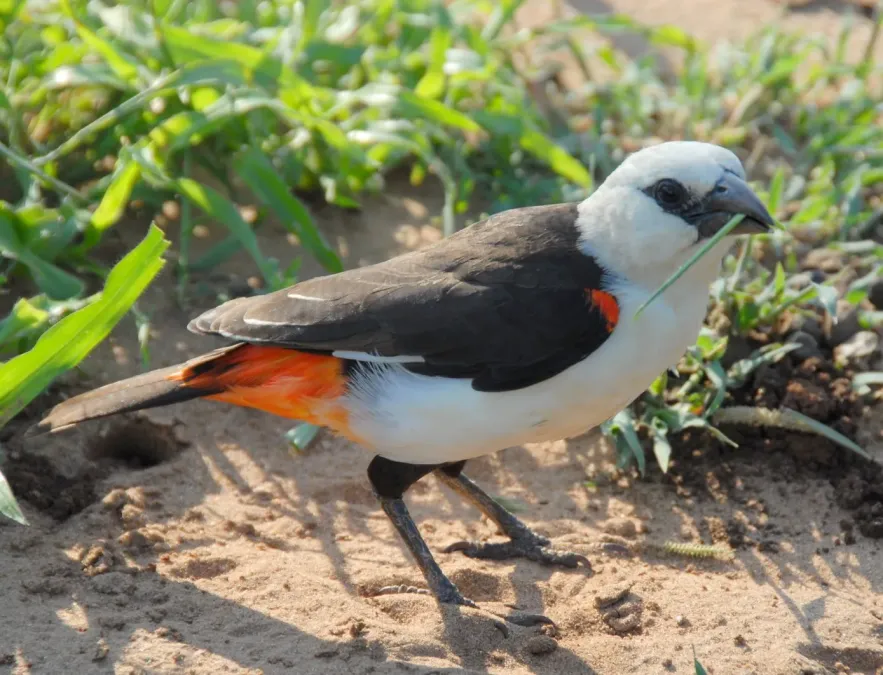 File:Dinemellia dinemelli -Serengeti National Park, Tanzania-8.jpg