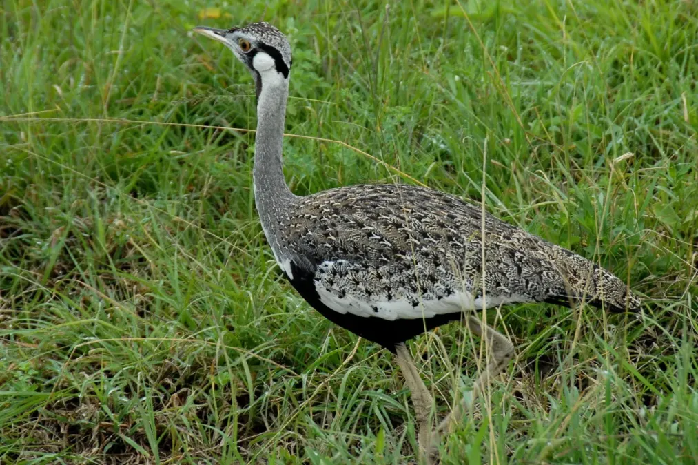 File:Lissotis hartlaubii -Serengeti National Park, Tanzania-8.jpg