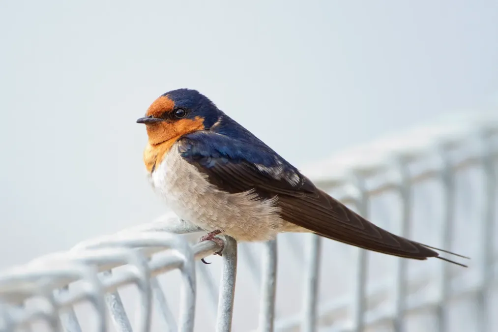 File:Hirundo neoxena risdon.jpg