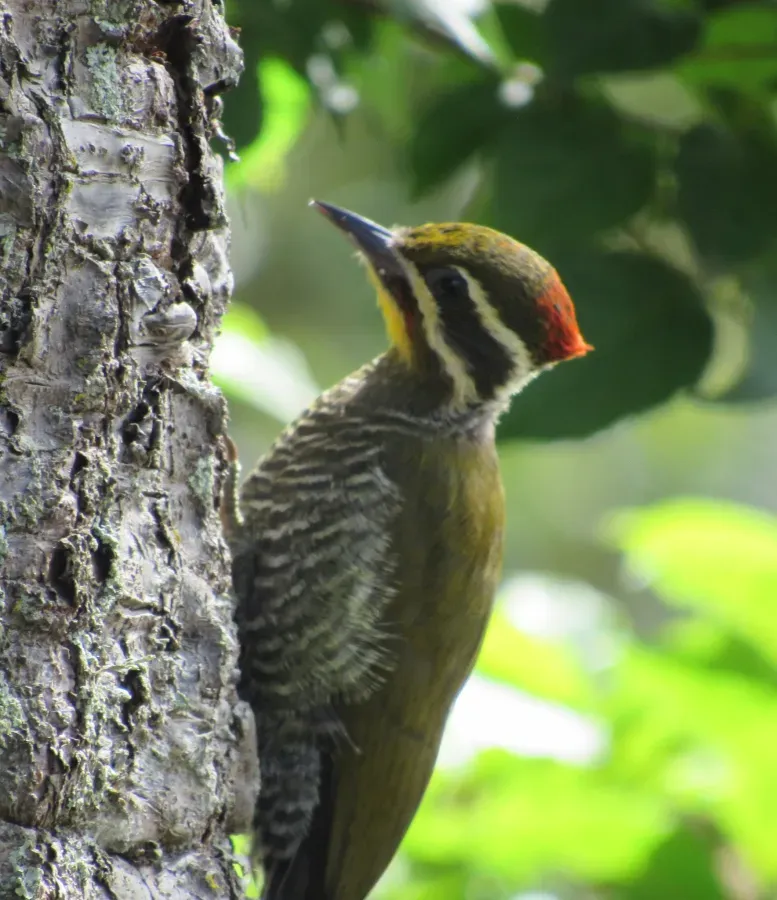 File:Piculus aurulentus 115058138.jpg