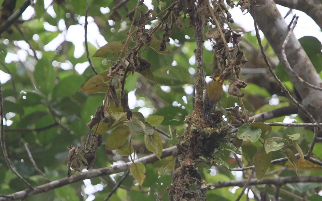 File:Piculus litae 104826731.jpg