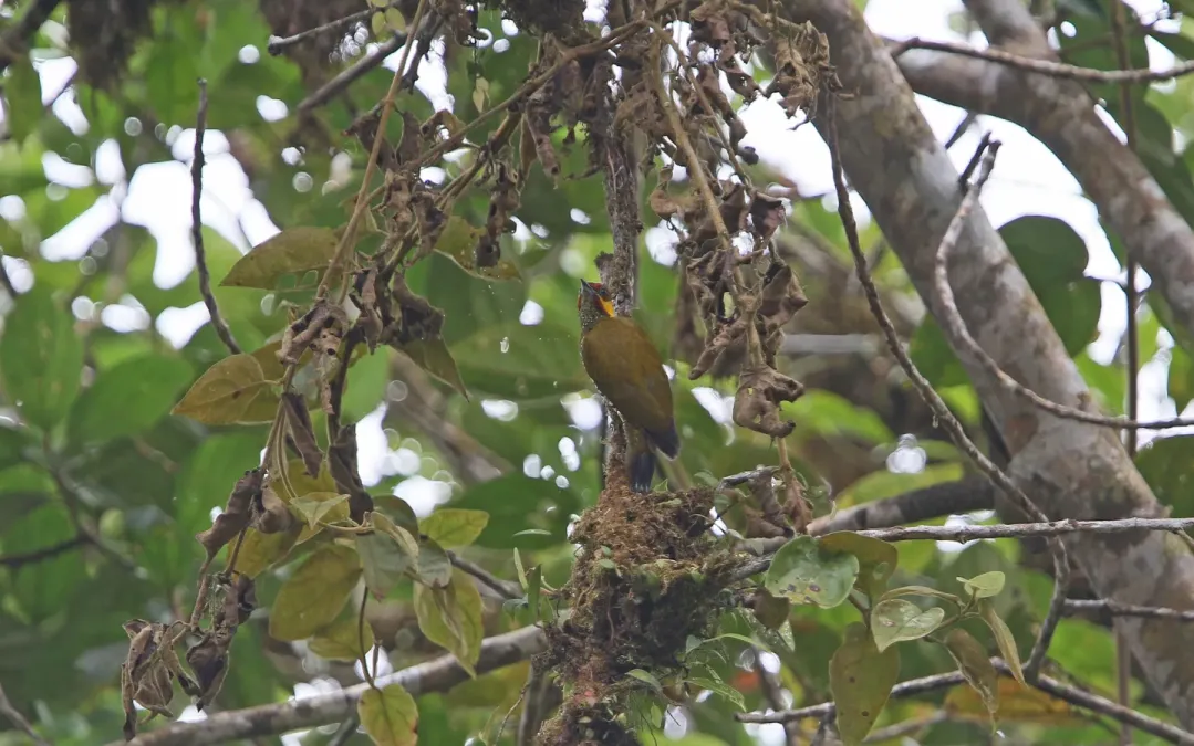 File:Piculus litae 104826737.jpg