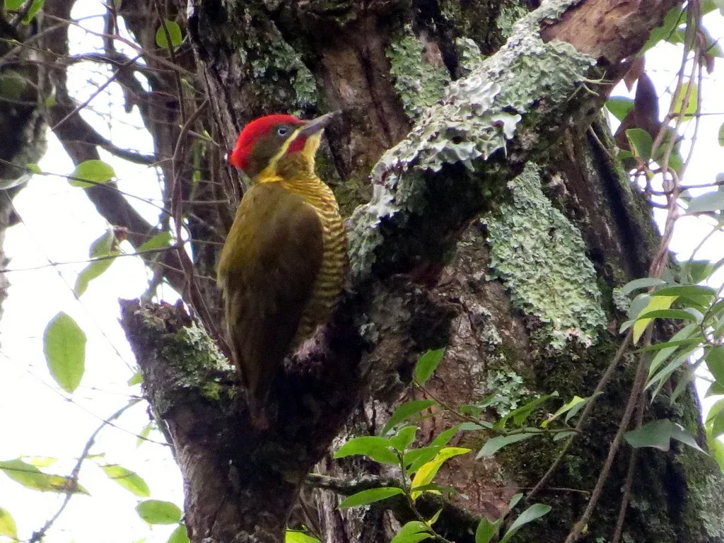 File:Piculus chrysochloros 26496010.jpg