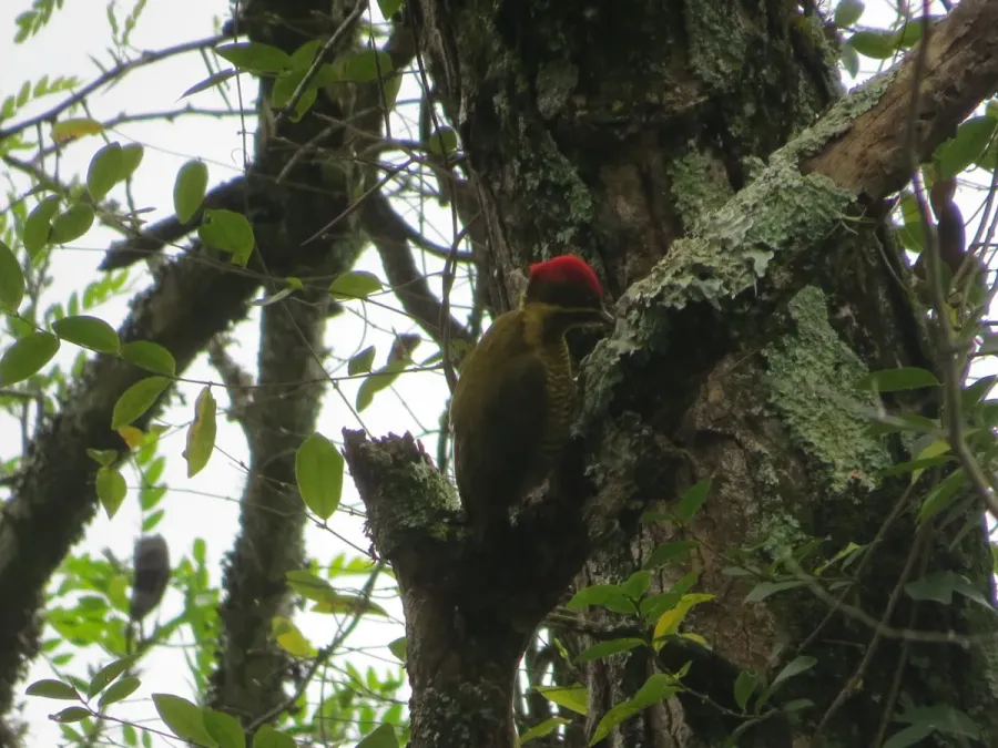 File:Piculus chrysochloros 31654818.jpg