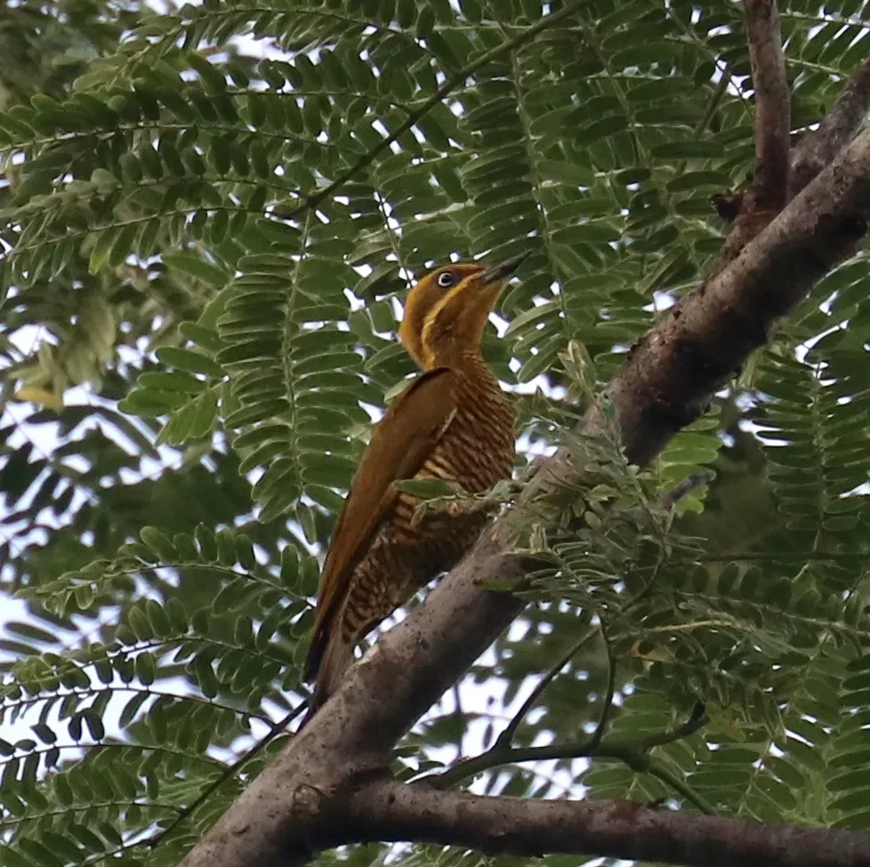 File:Piculus chrysochloros 42303066.jpg