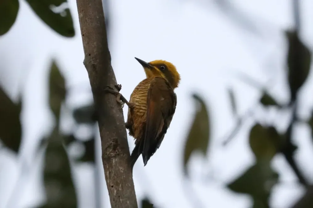 File:Piculus chrysochloros 182102363.jpg