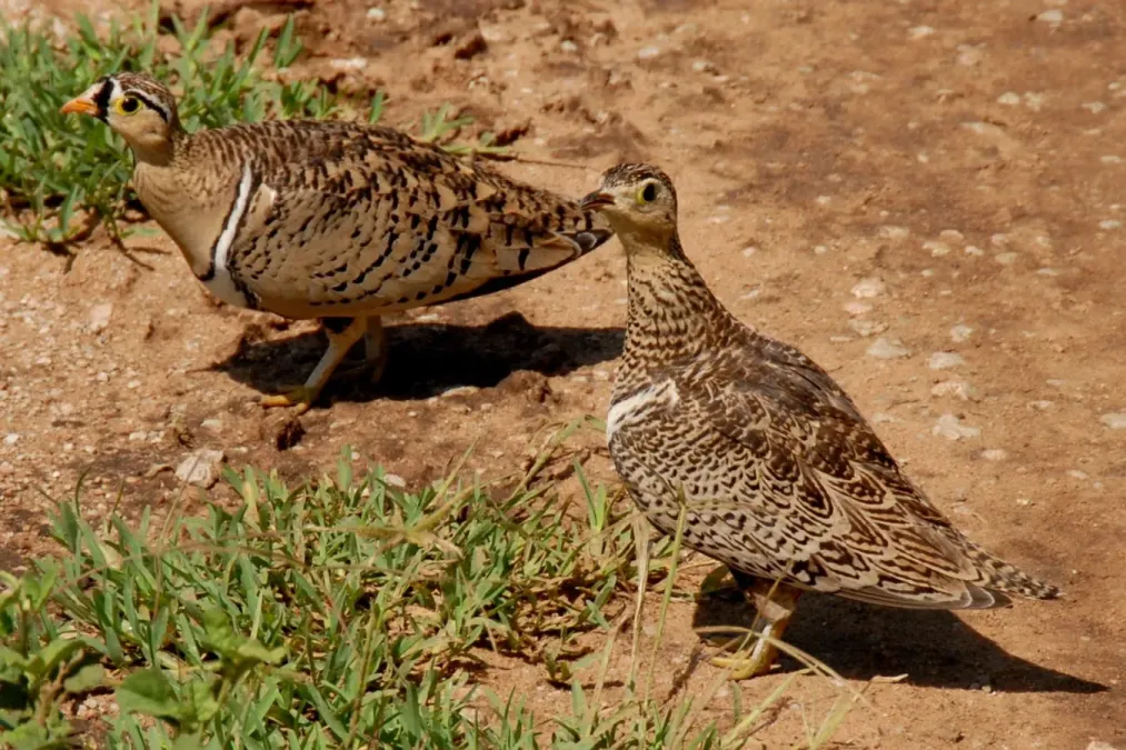 File:Pterocles decoratus -Serengeti National Park, Tanzania -pair-8.jpg