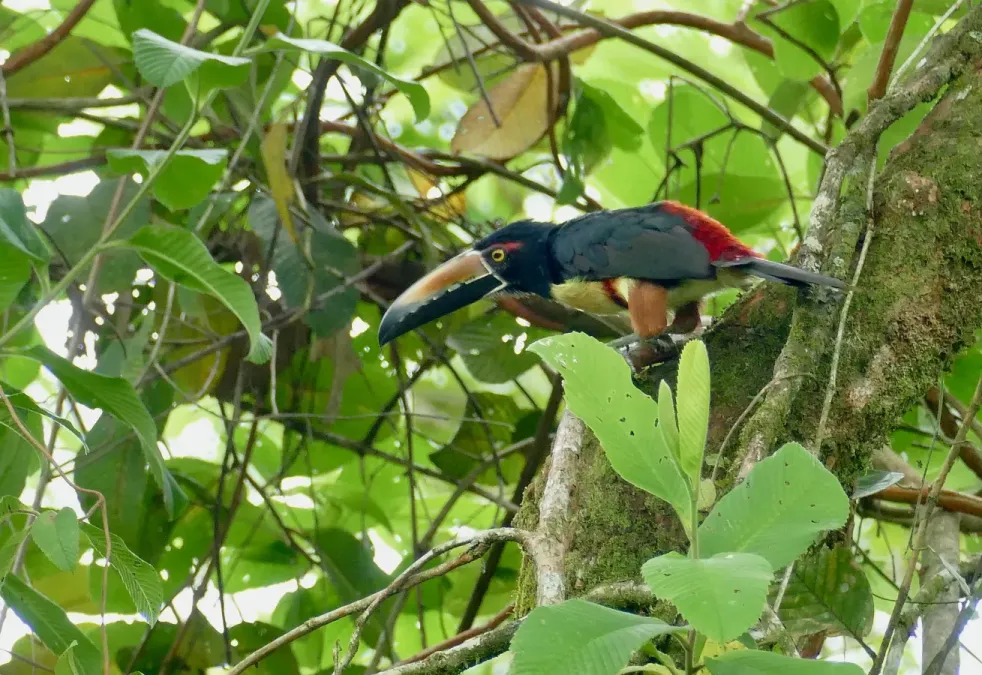 File:Collared Aracari (Pteroglossus torquatus) (52397603870).jpg