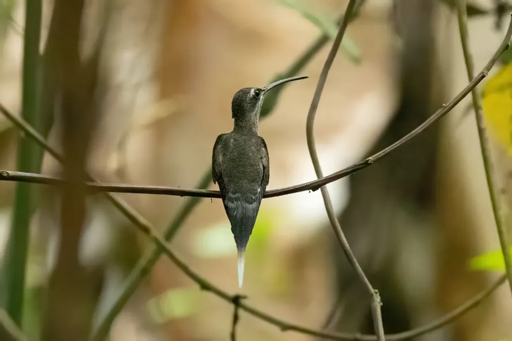 File:Phaethornis hispidus 231811991.jpg