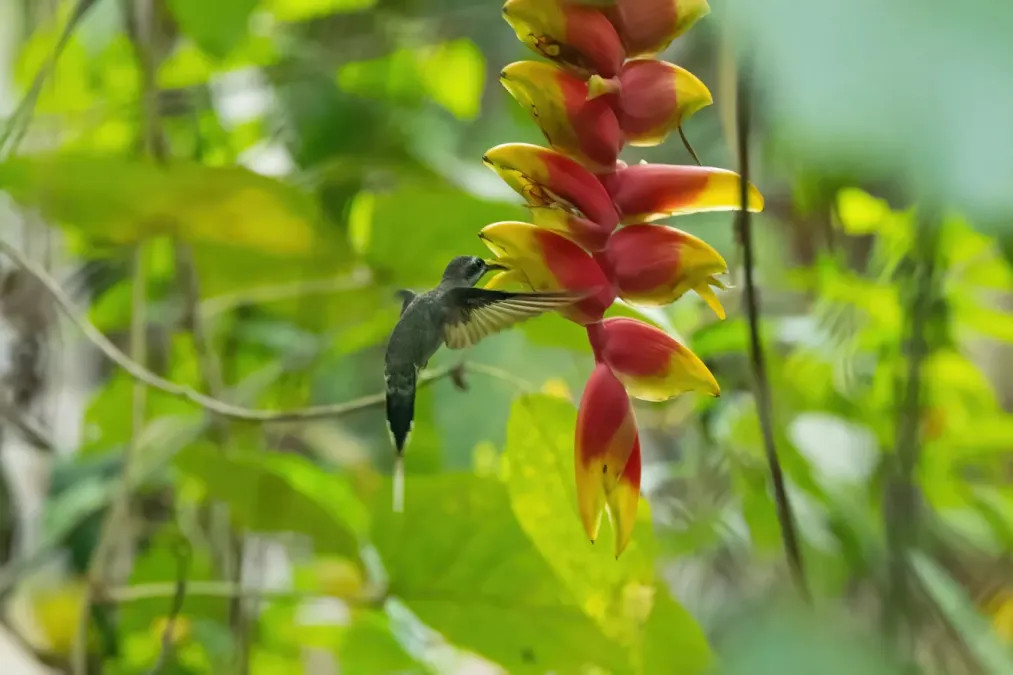 File:Phaethornis hispidus 231812022.jpg