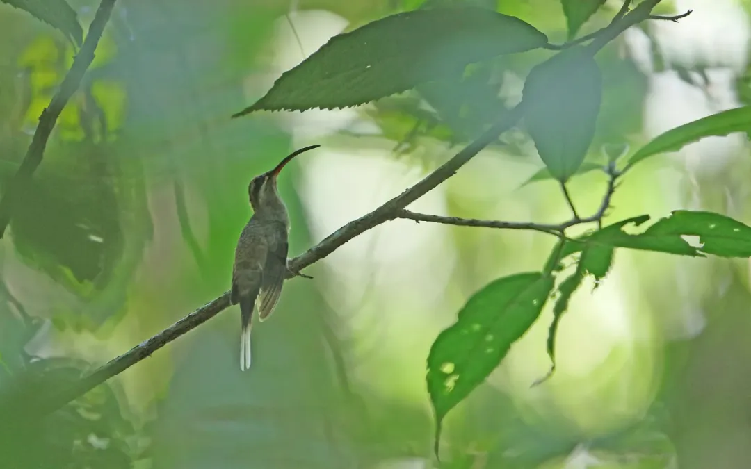 File:Phaethornis hispidus 161219508.jpg