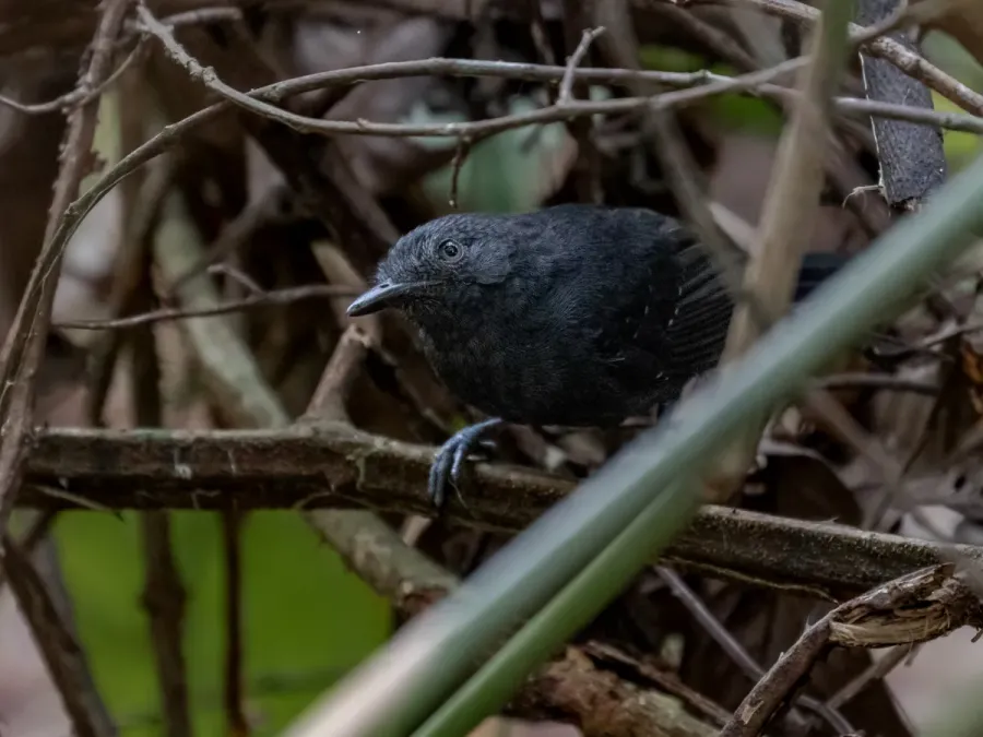 File:Cercomacroides fuscicauda Riparian Antbird (male); Ramal do Noca, Rio Branco, Acre, Brazil.jpg
