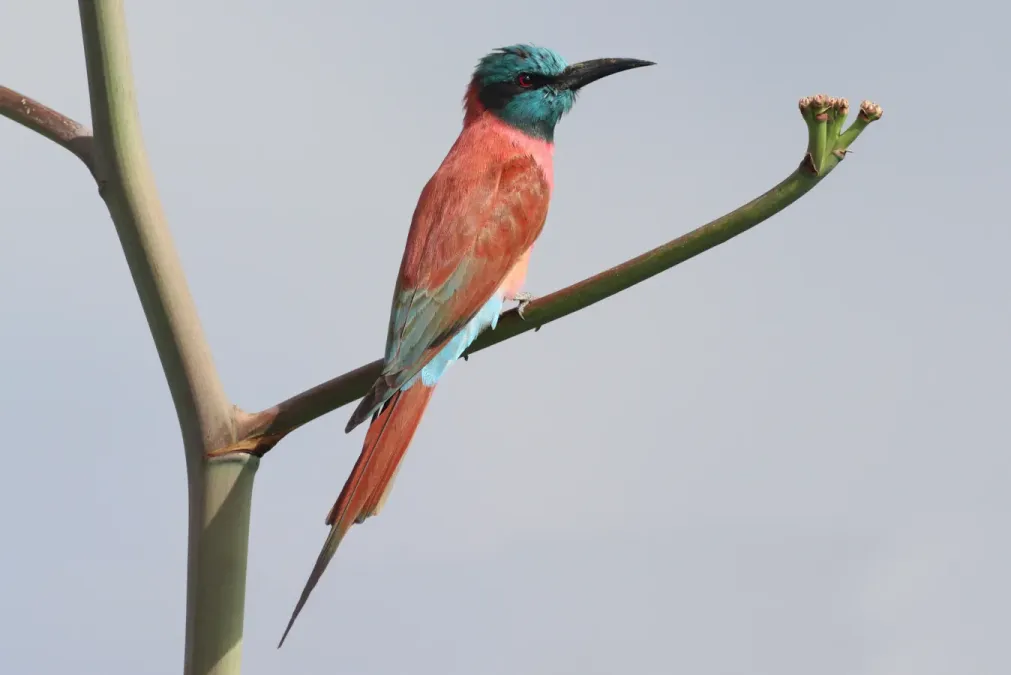 File:Merops nubicus 190402314.jpg