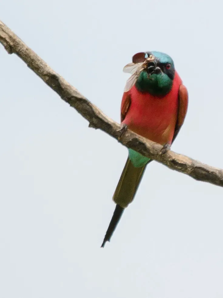 File:Merops nubicus 63245752.jpg