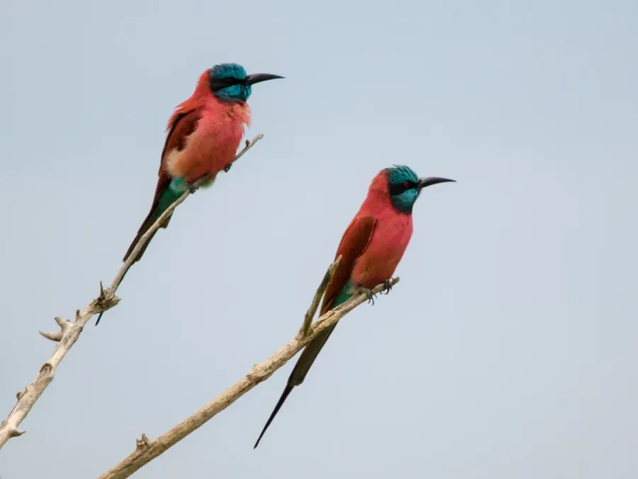 File:Merops nubicus 63245761.jpg