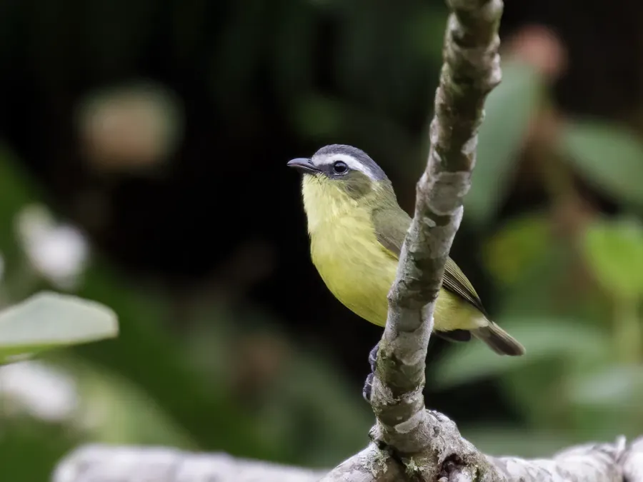 File:Ornithion semiflavum - Yellow-bellied Tyrannulet (cropped).jpg