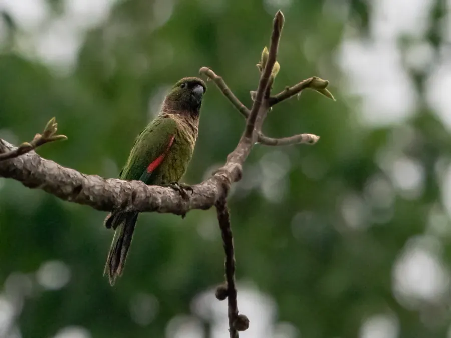 File:Pyrrhura rupicola Black-capped Parakeet; Ramal do Noca, Rio Branco, Acre, Brazil.jpg