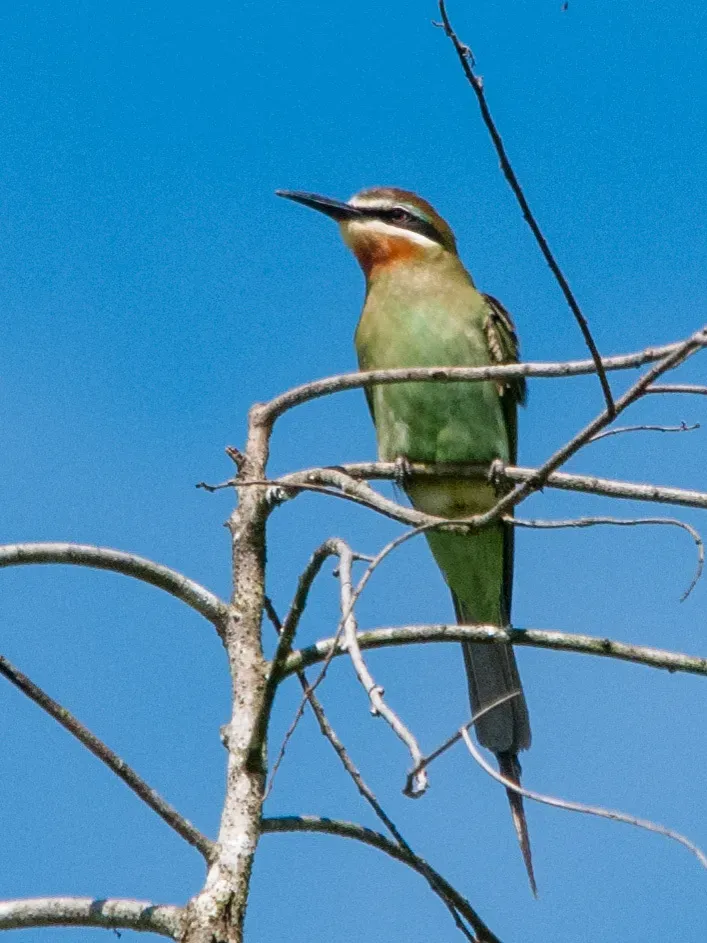 File:Merops superciliosus 60586382.jpg