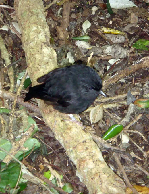 File:Petroica traversi 2235630.jpg