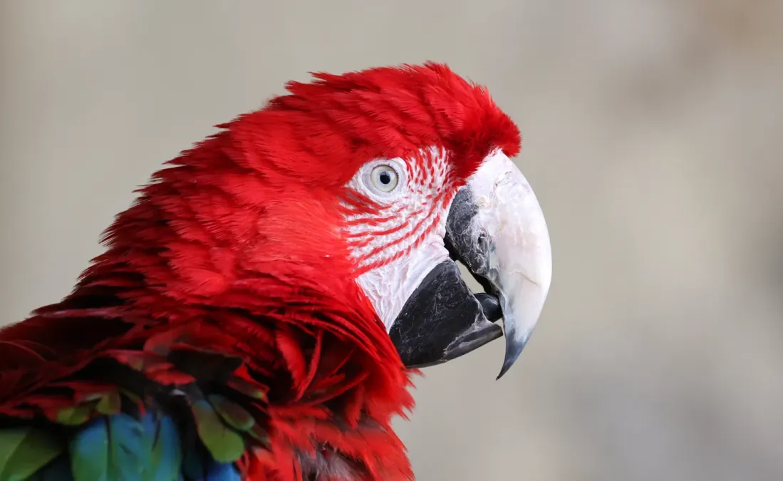 File:Ara chloroptère (Ara chloropterus).jpg