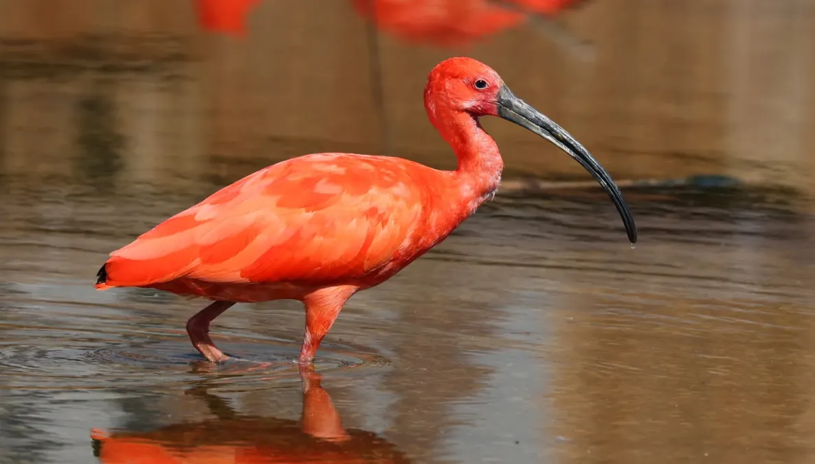 File:Ibis rouge (Eudocimus ruber).jpg
