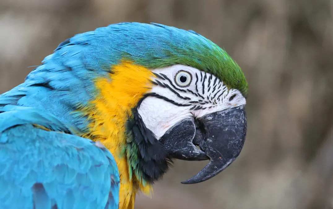 File:Ara bleu (Ara ararauna).jpg