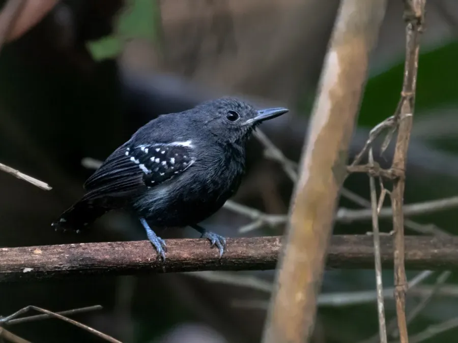File:Myrmotherula axillaris White-flanked Antwren (male); Ramal do Noca, Rio Branco, Acre , Brazil.jpg