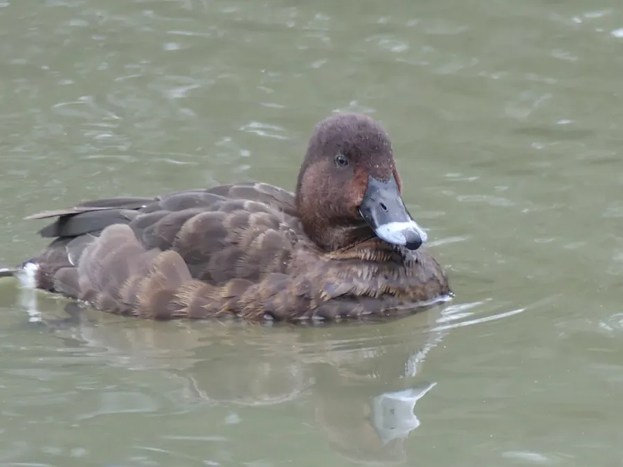 File:Hardhead female (Aythya Australis).jpg