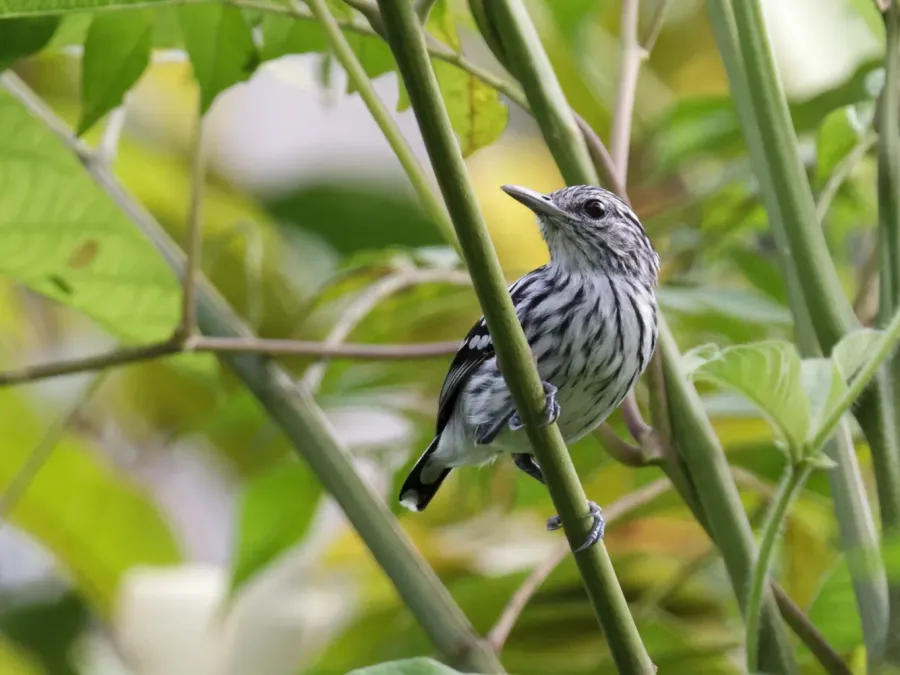 File:Myrmotherula pacifica - Pacific Antwren (cropped).jpg