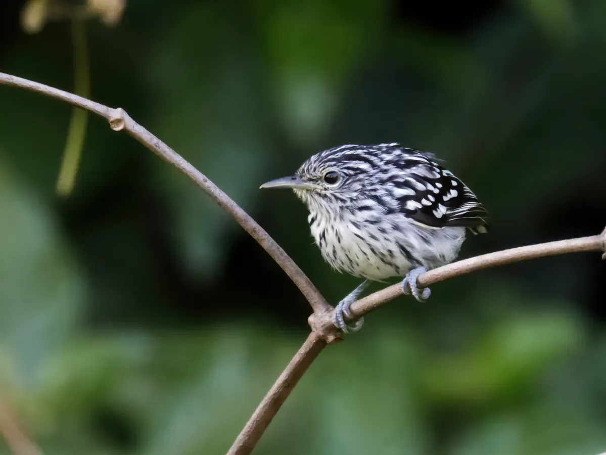 File:Myrmotherula surinamensis - Guianan Streaked-Antwren (cropped).jpg