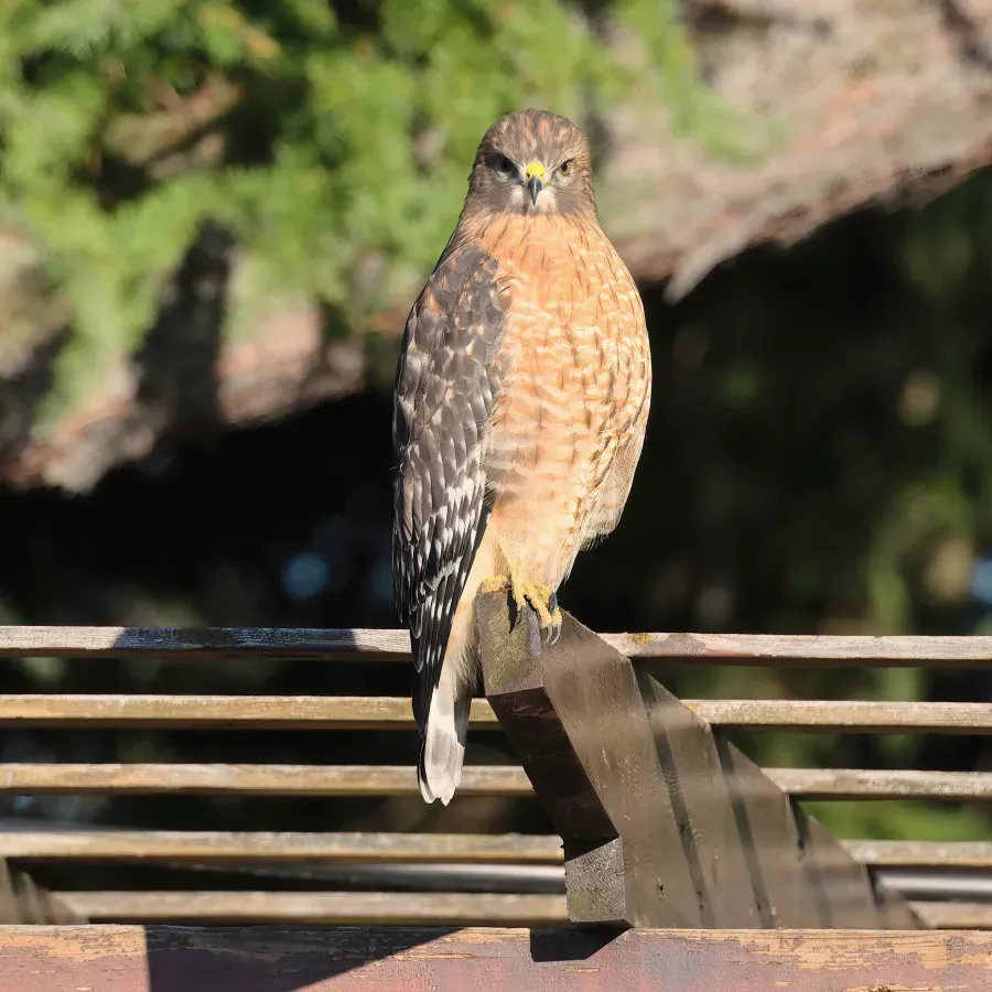 File:Buteo lineatus JRVdH 05.jpg