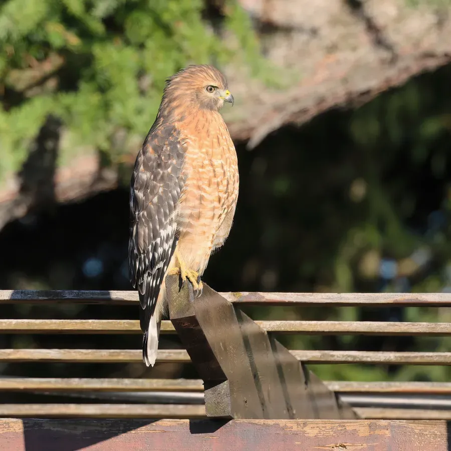 File:Buteo lineatus JRVdH 06.jpg