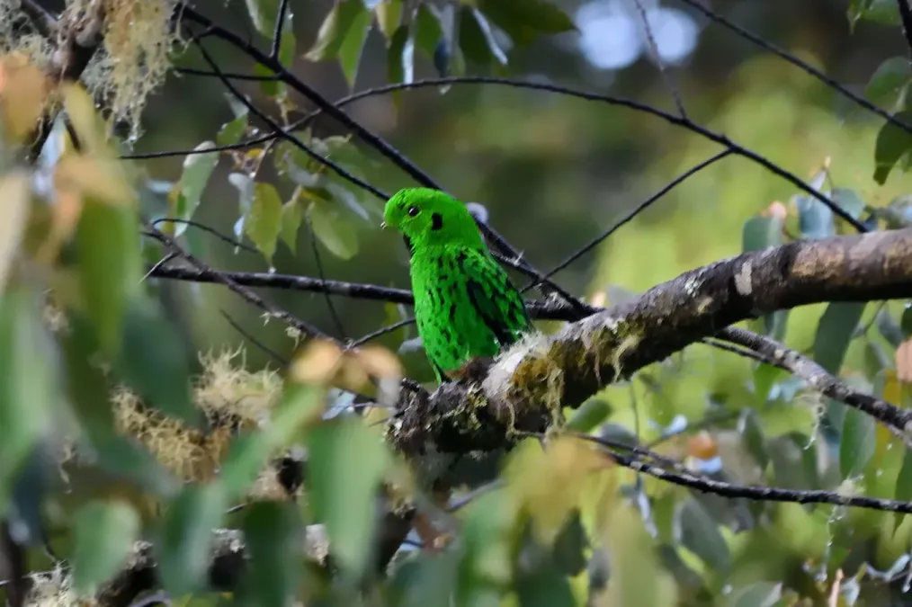 File:Calyptomena whiteheadi 219367196.jpg