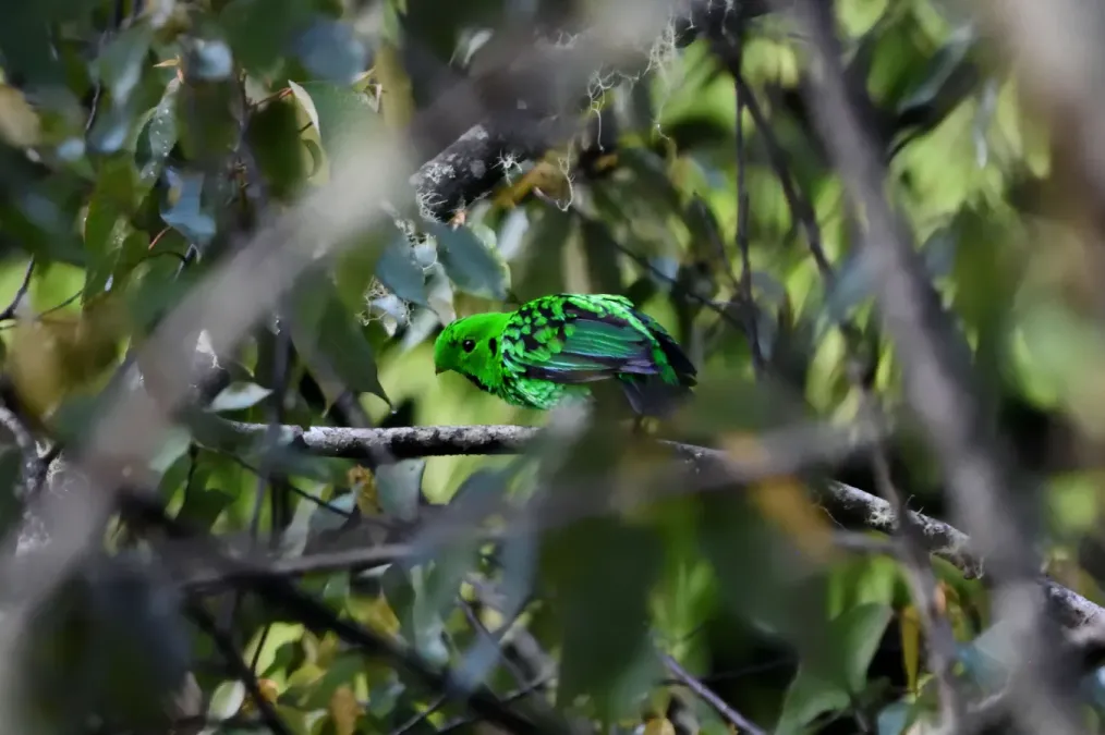 File:Calyptomena whiteheadi 219367228.jpg