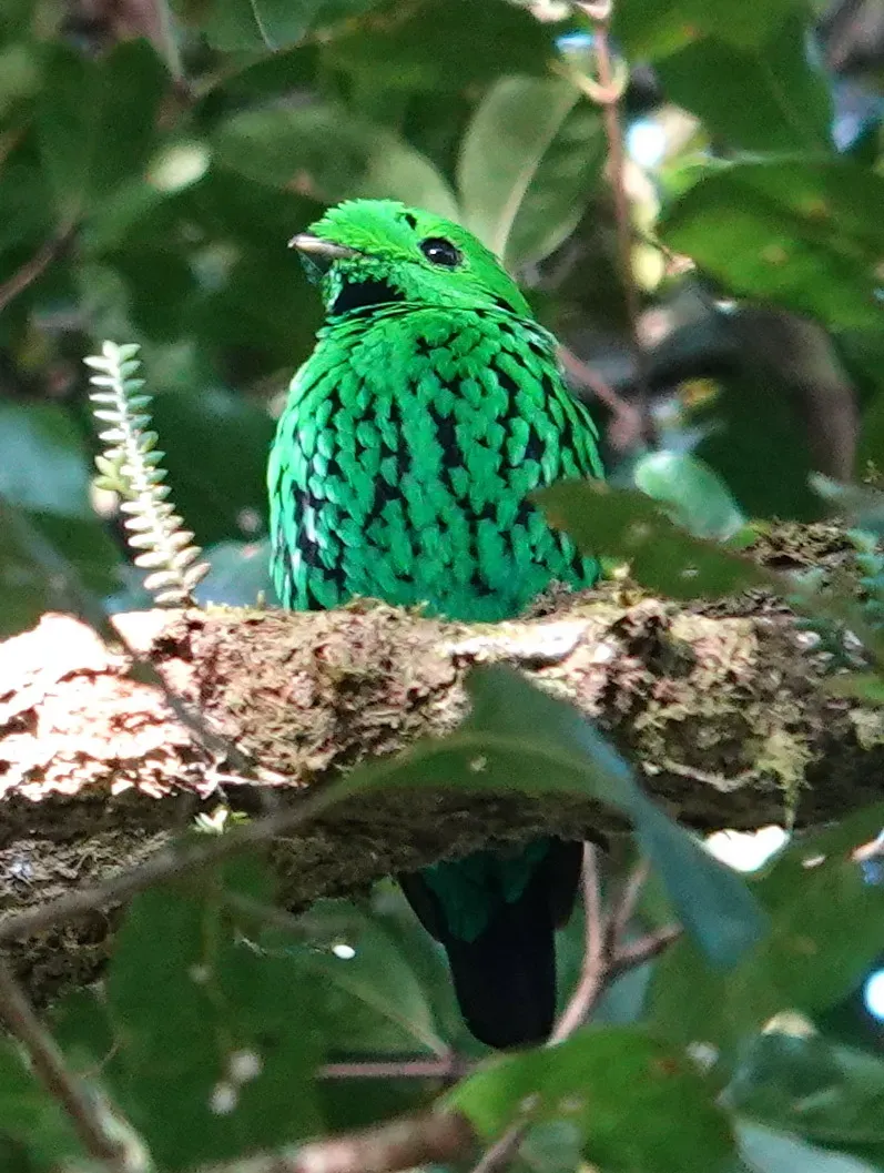 File:Calyptomena whiteheadi 226268335.jpg