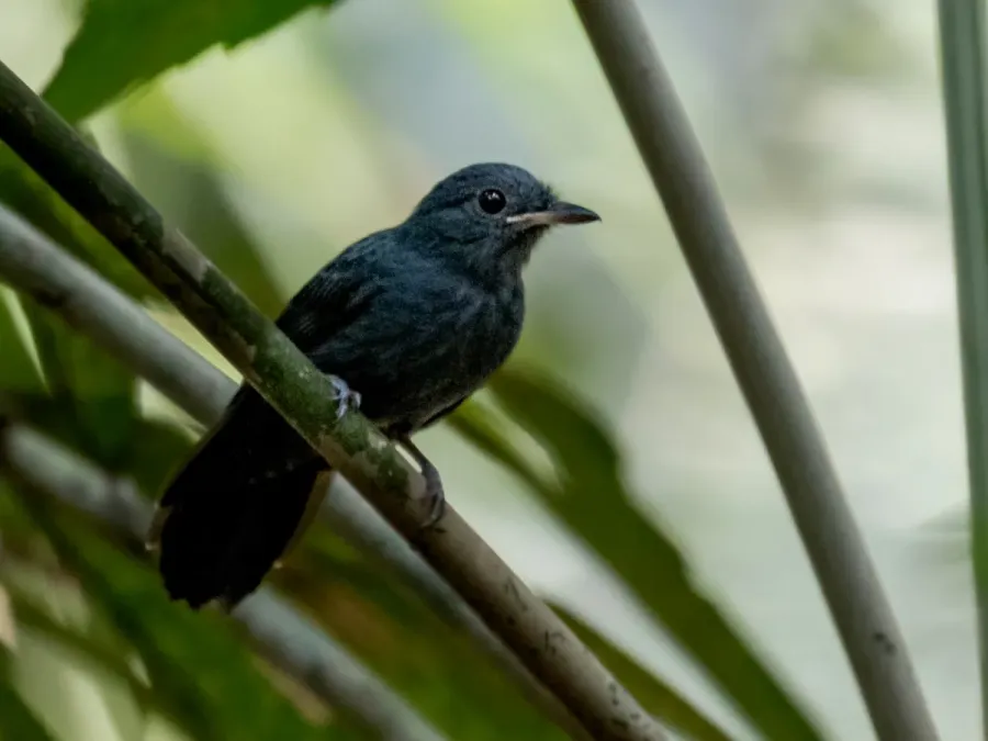 File:Thamnomanes caesius Cinereous Antshrike (male); Canutama, Amazonas, Brazil.jpg