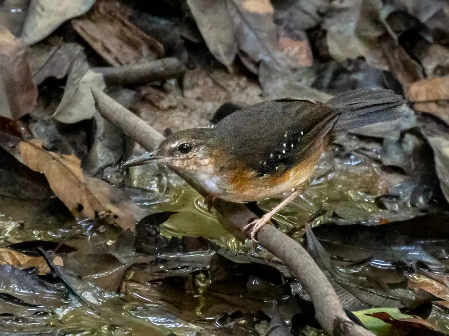 File:Sclateria naevia Silvered Antbird (female), Canutama, Amazonas, Brazil.jpg
