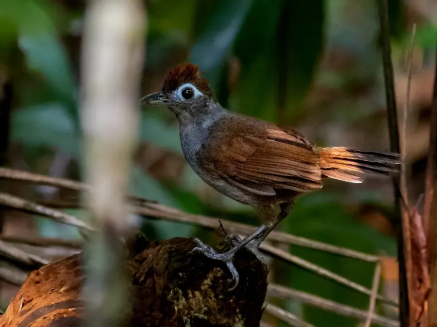 File:Hafferia fortis Sooty Antbird (female); Porto Velho, Rondônia, Brazil.jpg