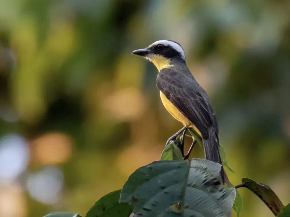 File:Conopias parvus Yellow-throated Flycatcher; Porto Velho, Rondônia, Brazil.jpg